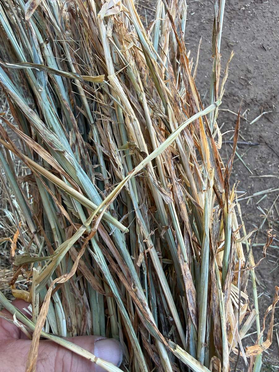 Batch 4990788000209520027 Image