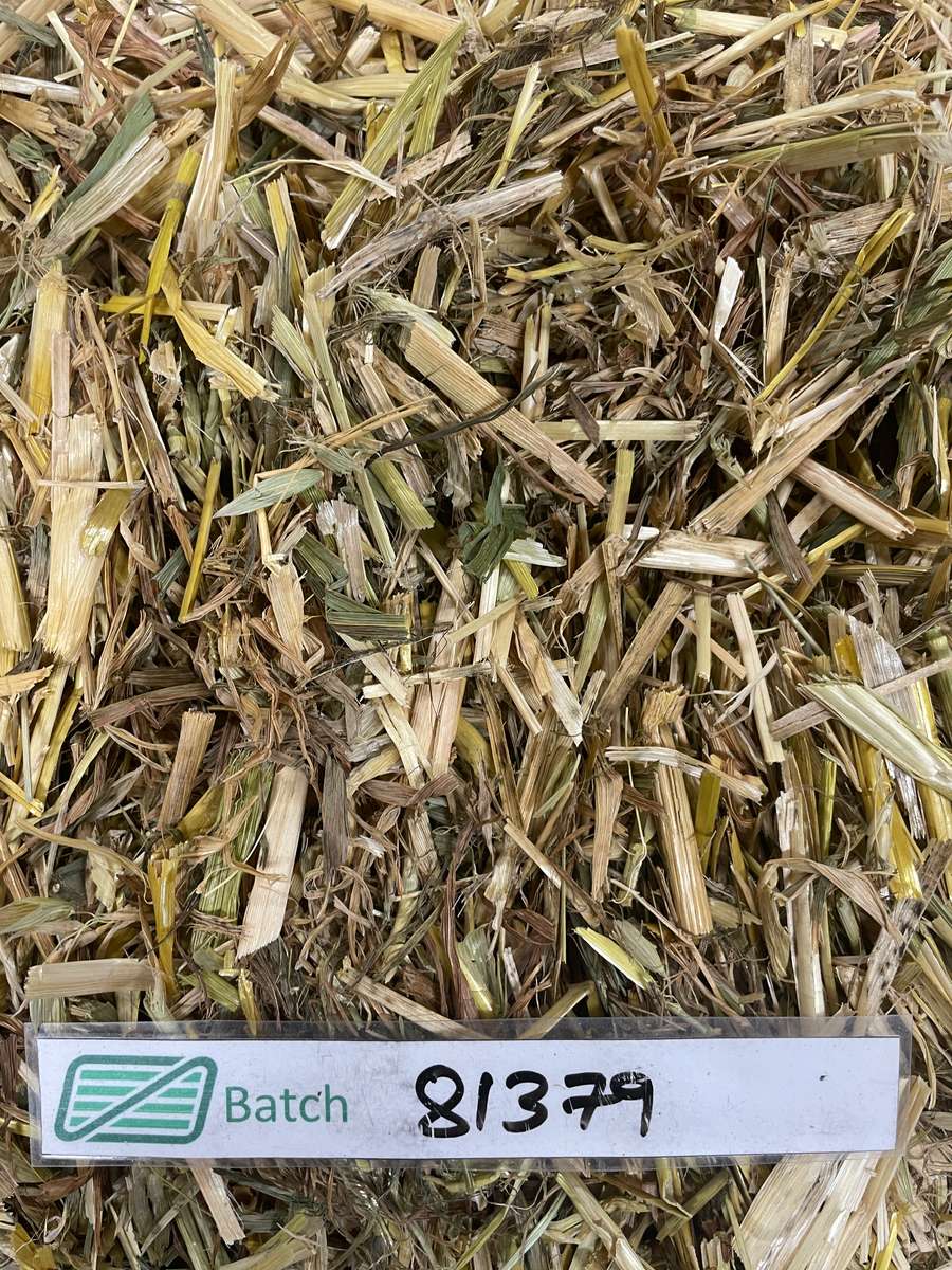 Batch 4990788000211128004 Image