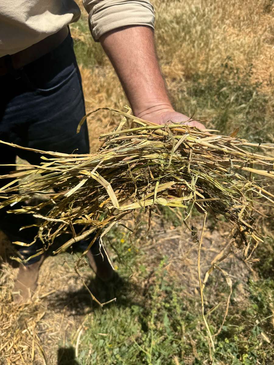 Batch 4990788000209399001 Image