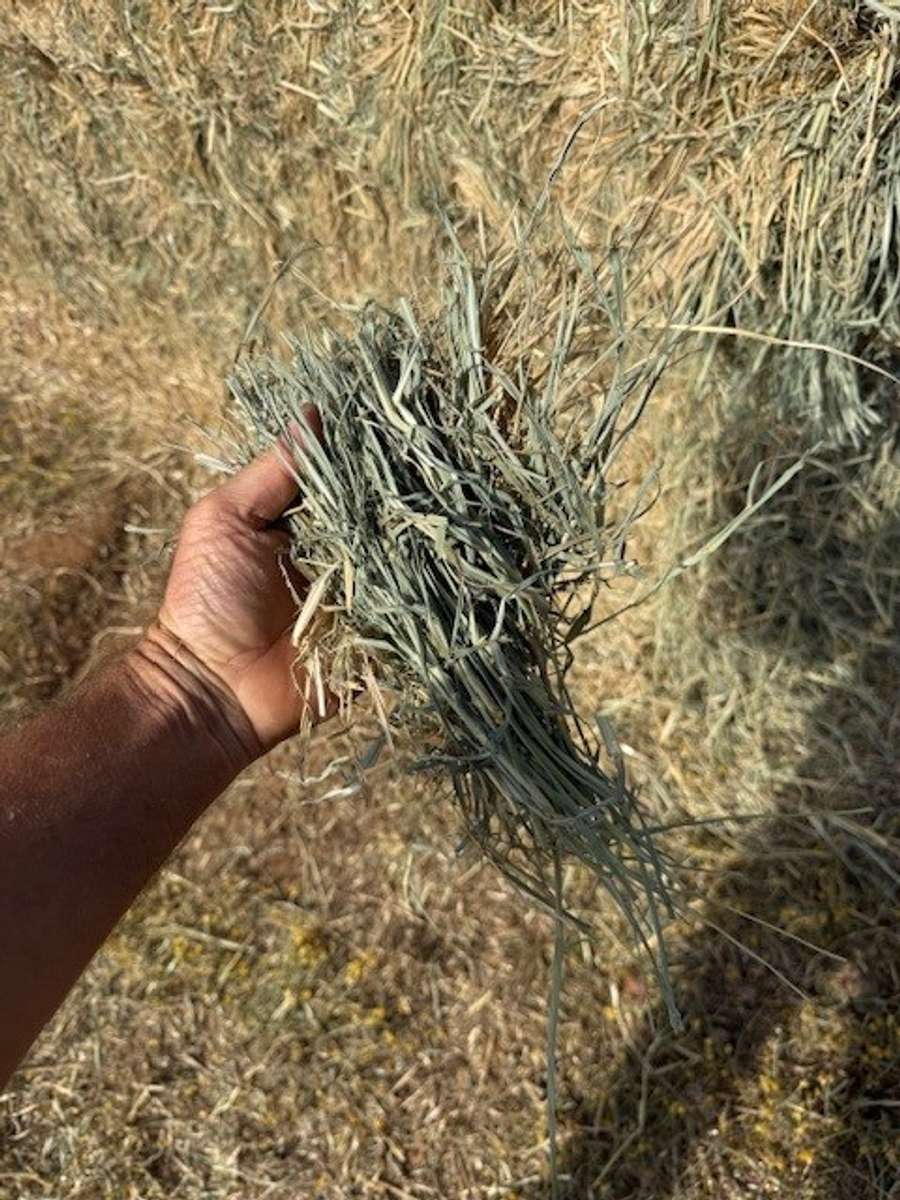 Batch 4990788000210705001 Image