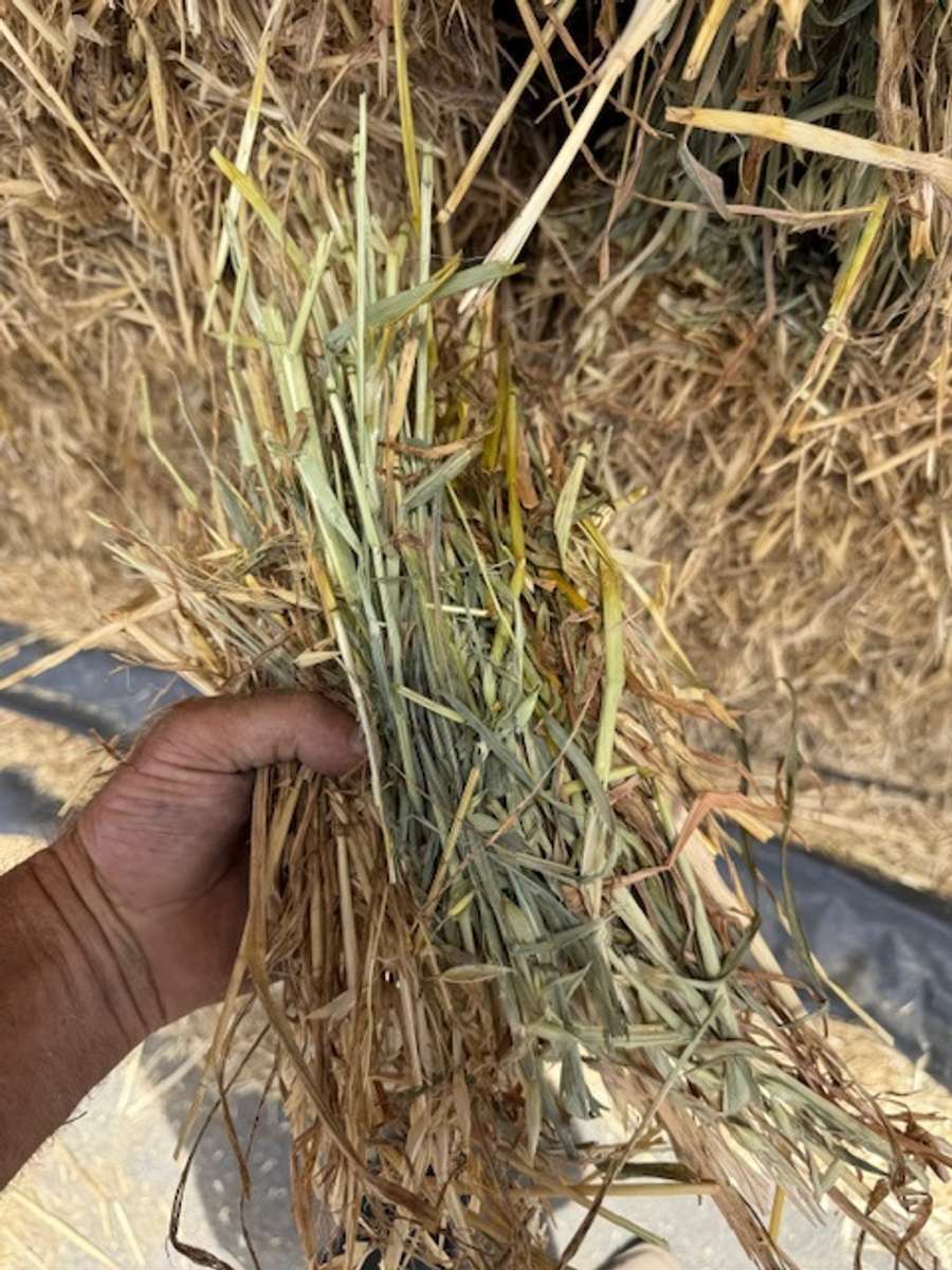 Batch 4990788000210095003 Image