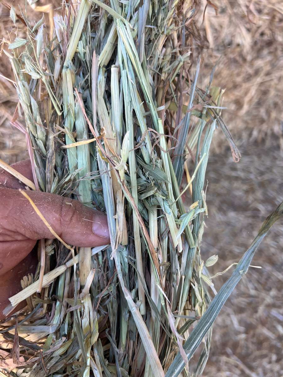 Batch 4990788000210937027 Image