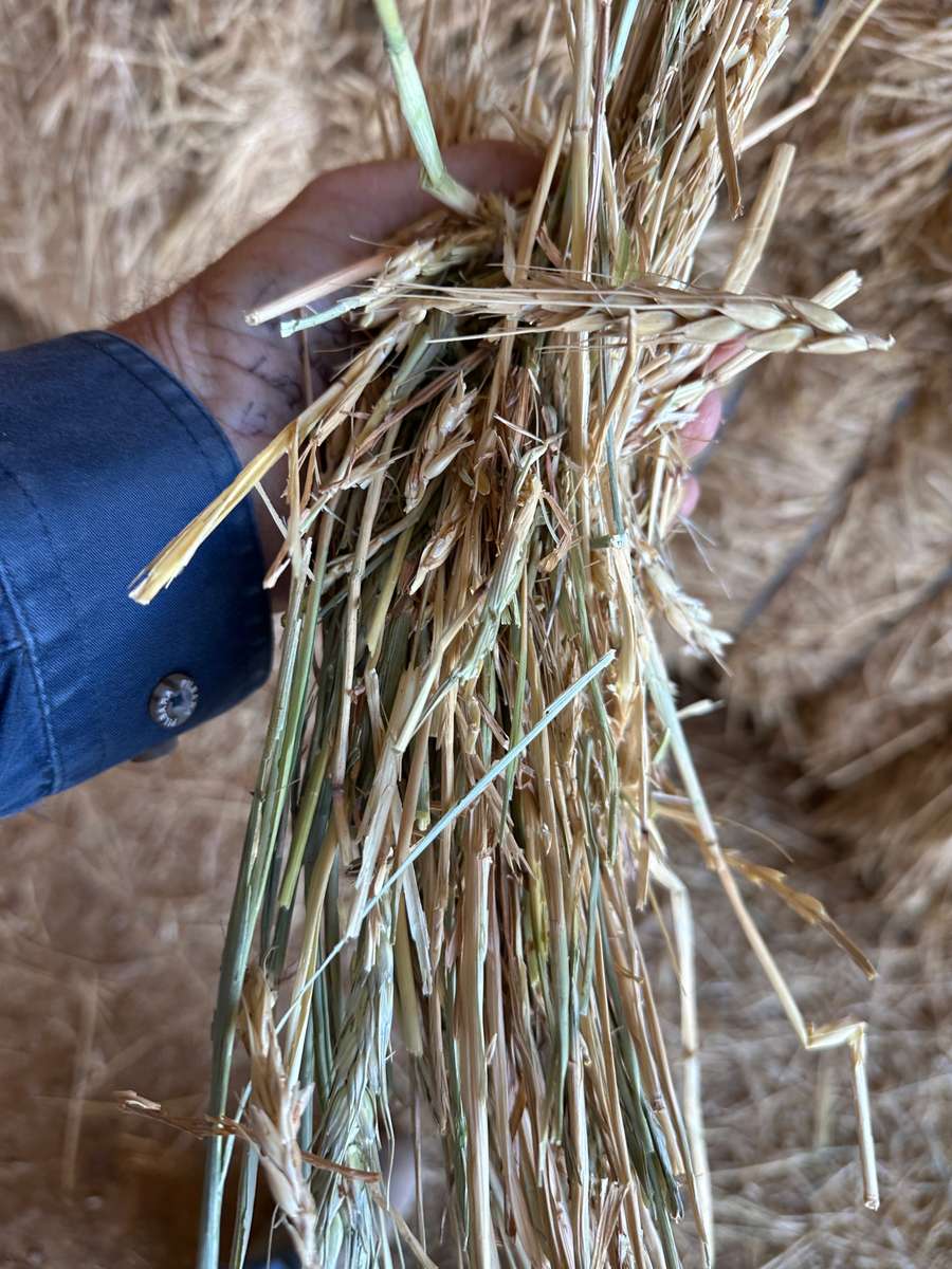 Batch 4990788000212741002 Image