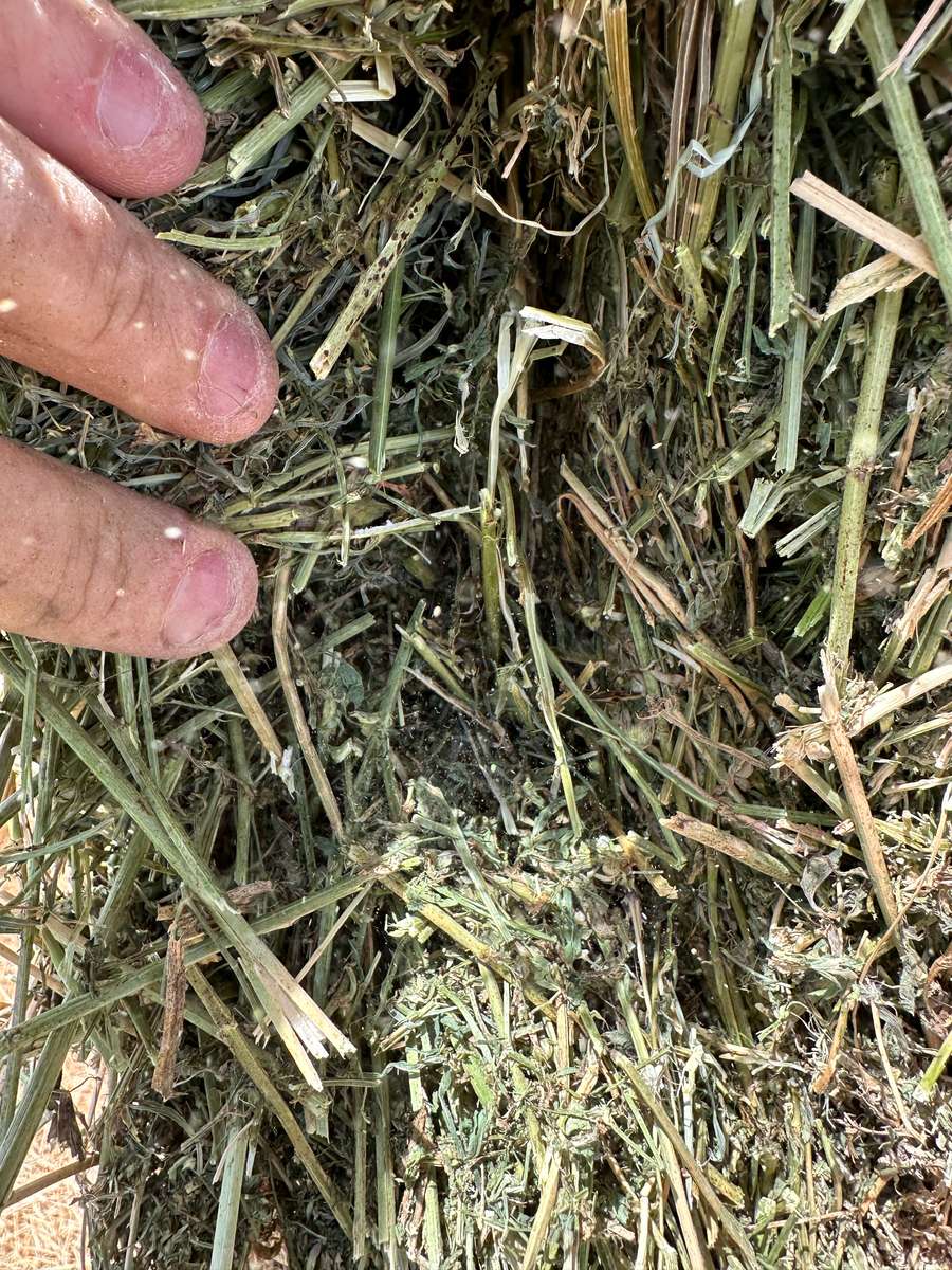 Batch 4990788000210623027 Image