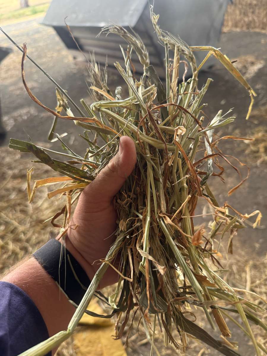 Batch 4990788000209718045 Image