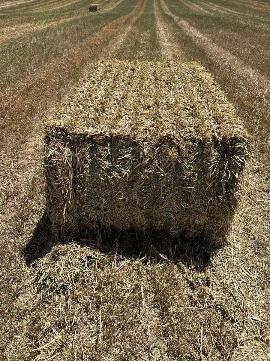 Batch 4990788000207872482 Image