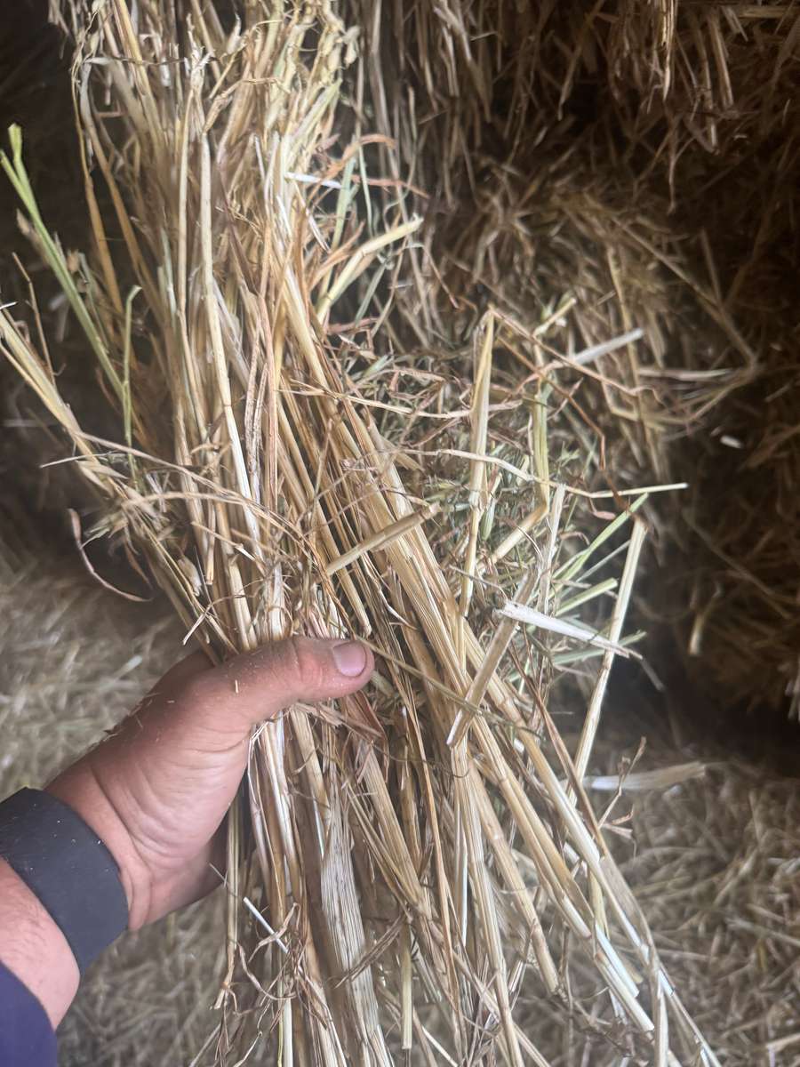 Batch 4990788000210097023 Image