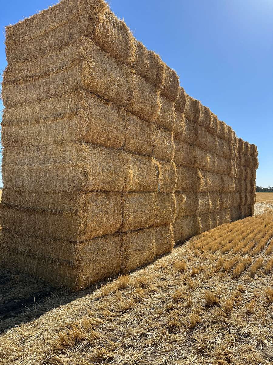 Batch 4990788000212896001 Image