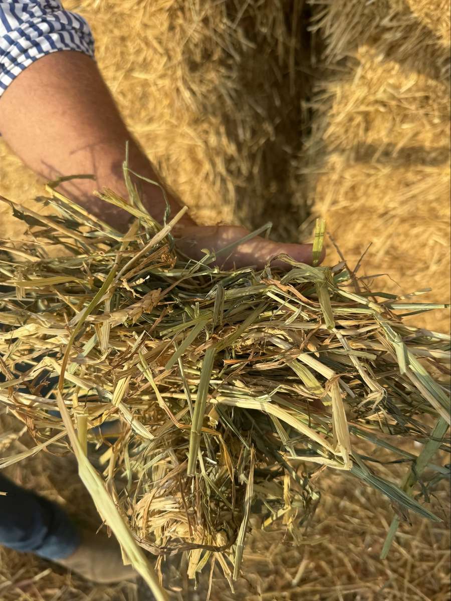 Batch 4990788000209847001 Image