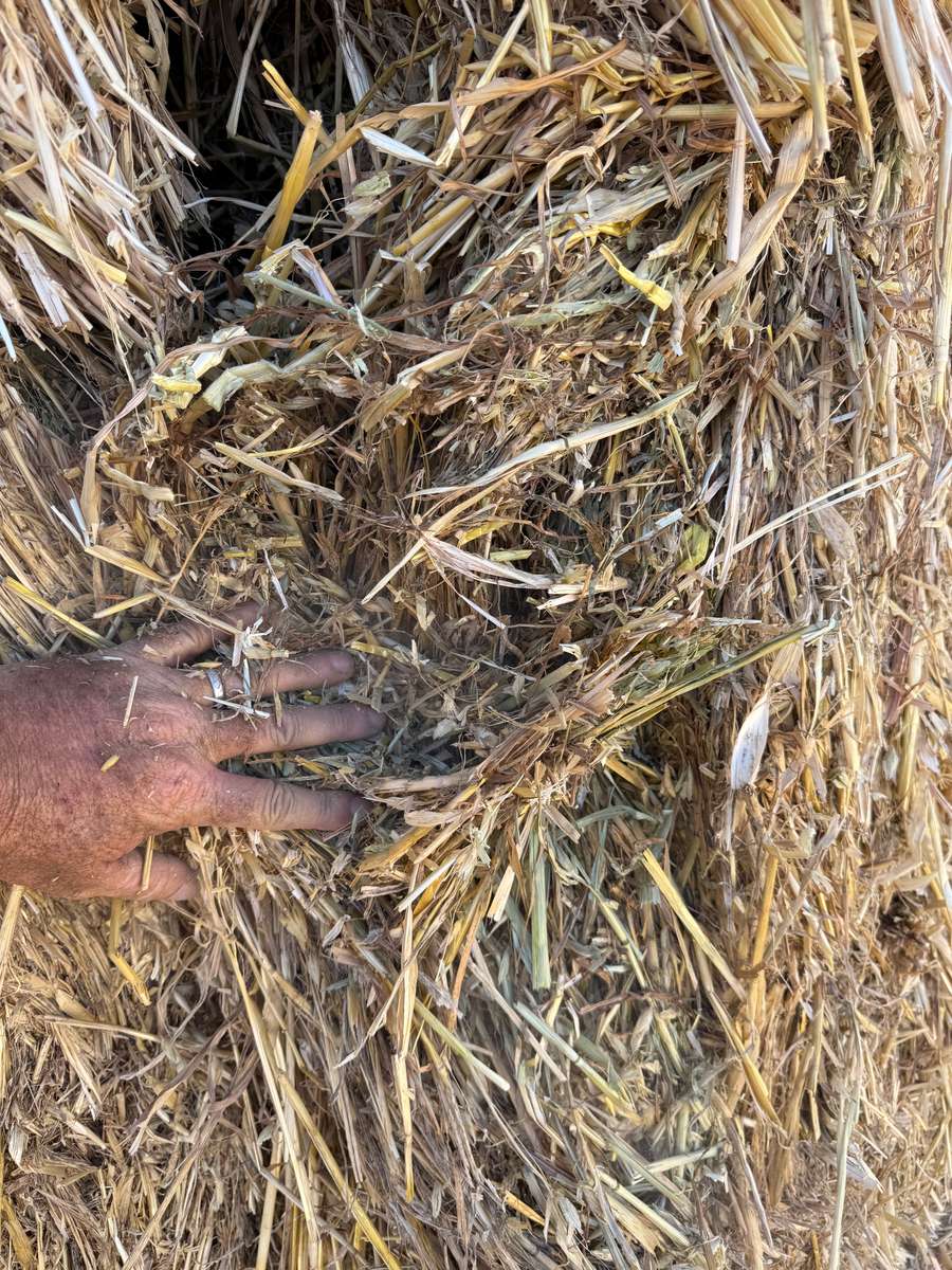 Batch 4990788000209507040 Image