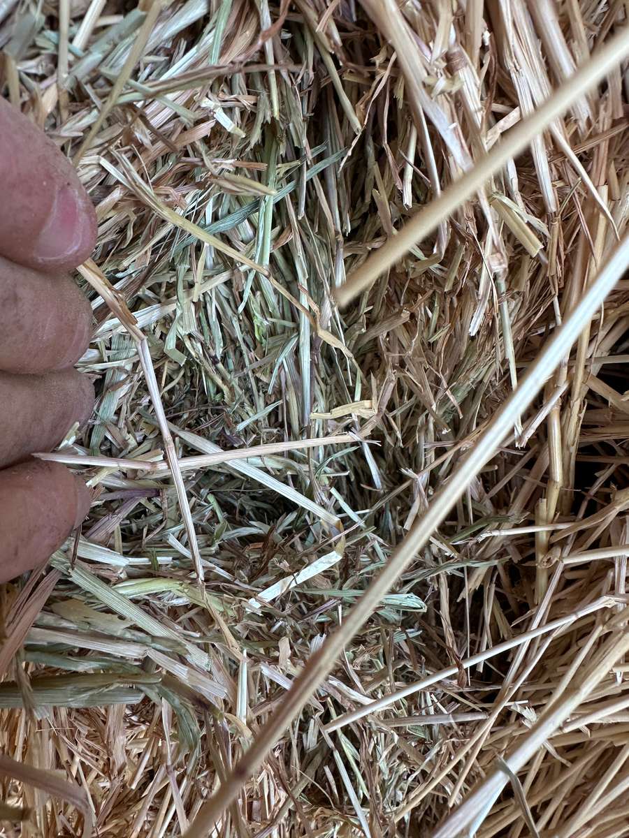 Batch 4990788000212741002 Image