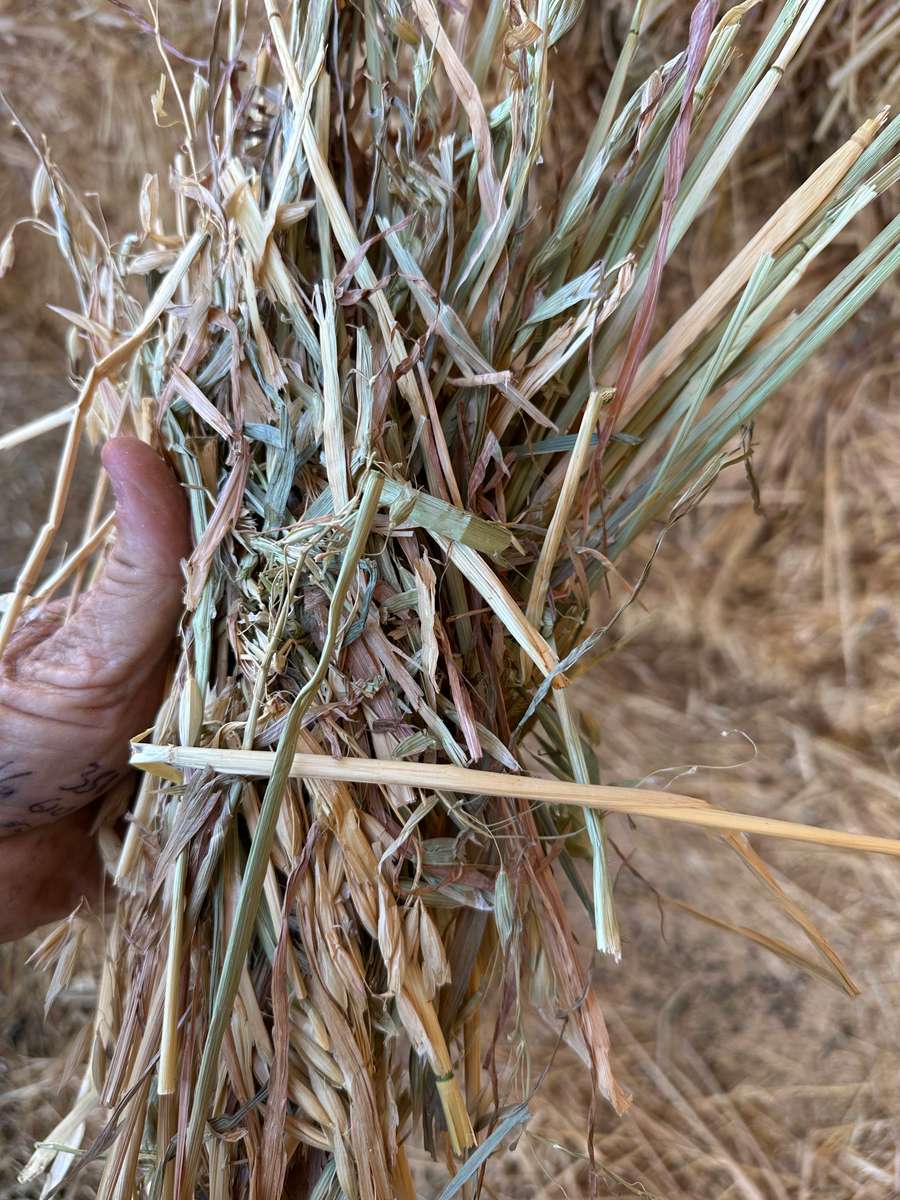 Batch 4990788000212725016 Image