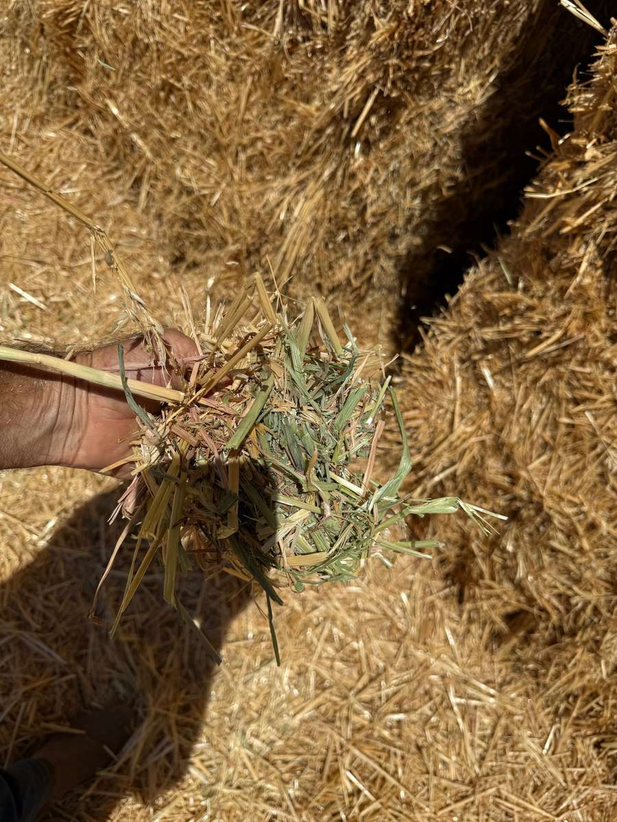 Batch 4990788000207968653 Image