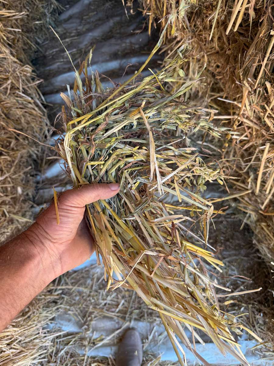 Batch 4990788000209507040 Image