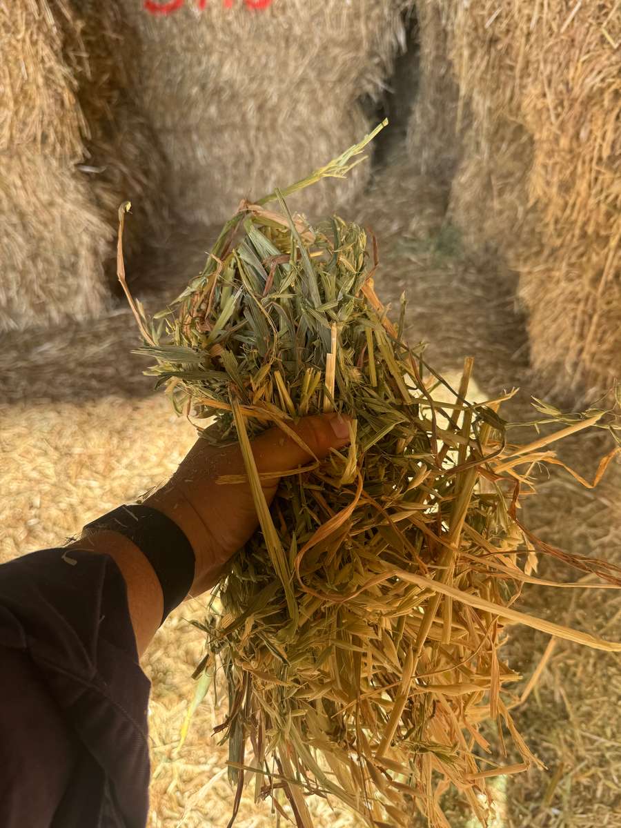 Batch 4990788000210038001 Image