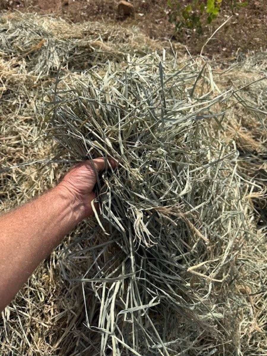 Batch 4990788000210705001 Image