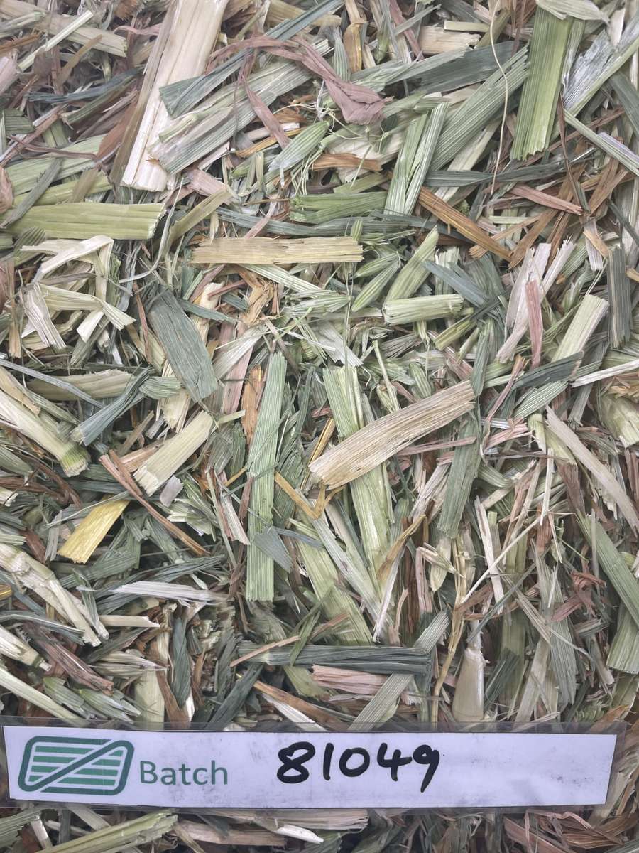 Batch 4990788000199493022 Image