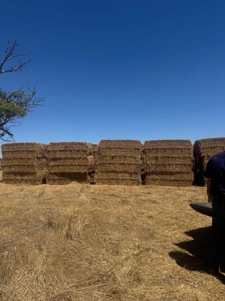 Batch 4990788000209541001 Image