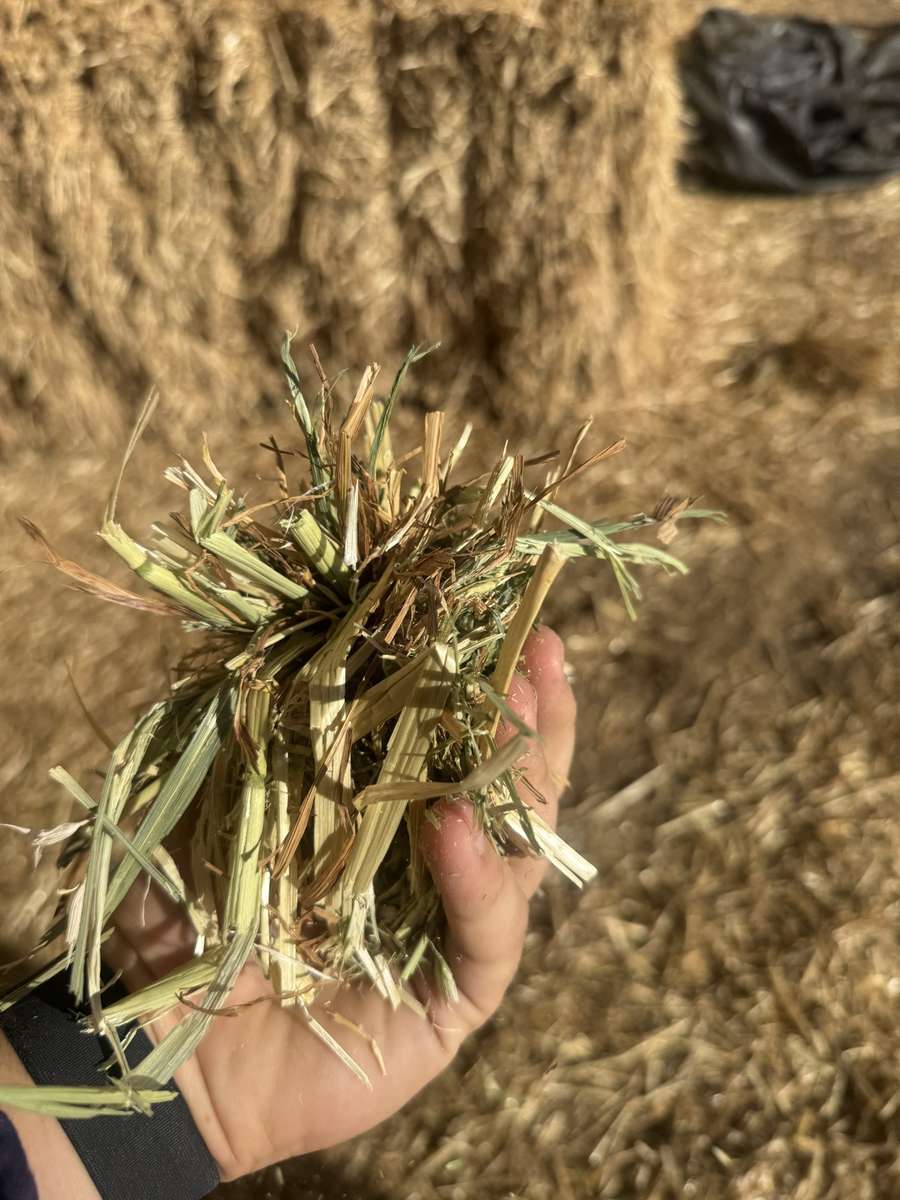 Batch 4990788000210028001 Image