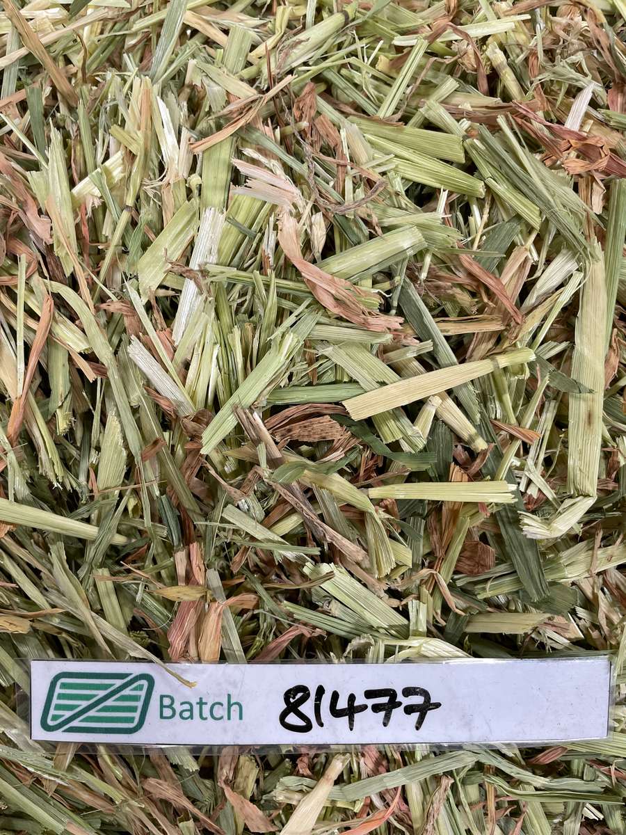 Batch 4990788000214157001 Image