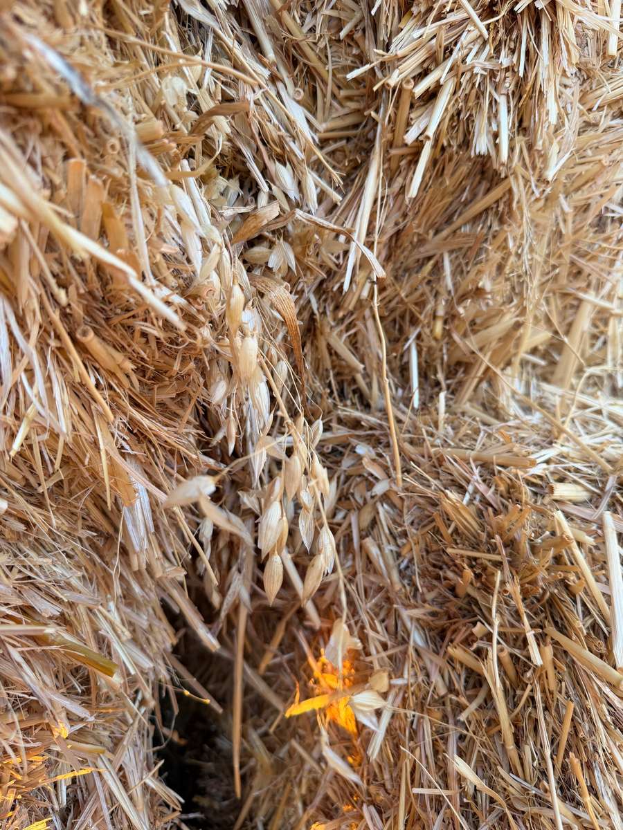 Batch 4990788000215077004 Image