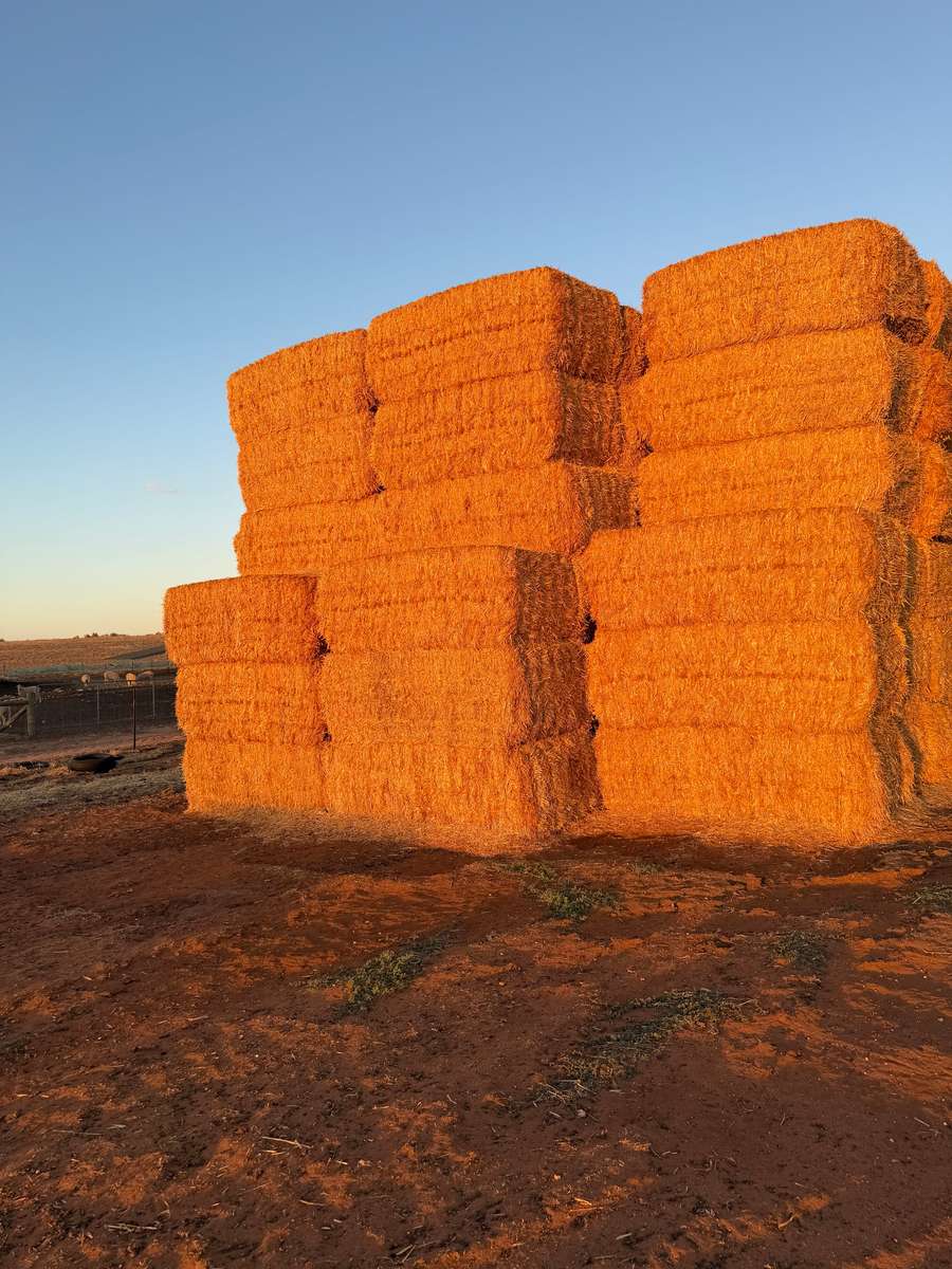 Batch 4990788000215077004 Image