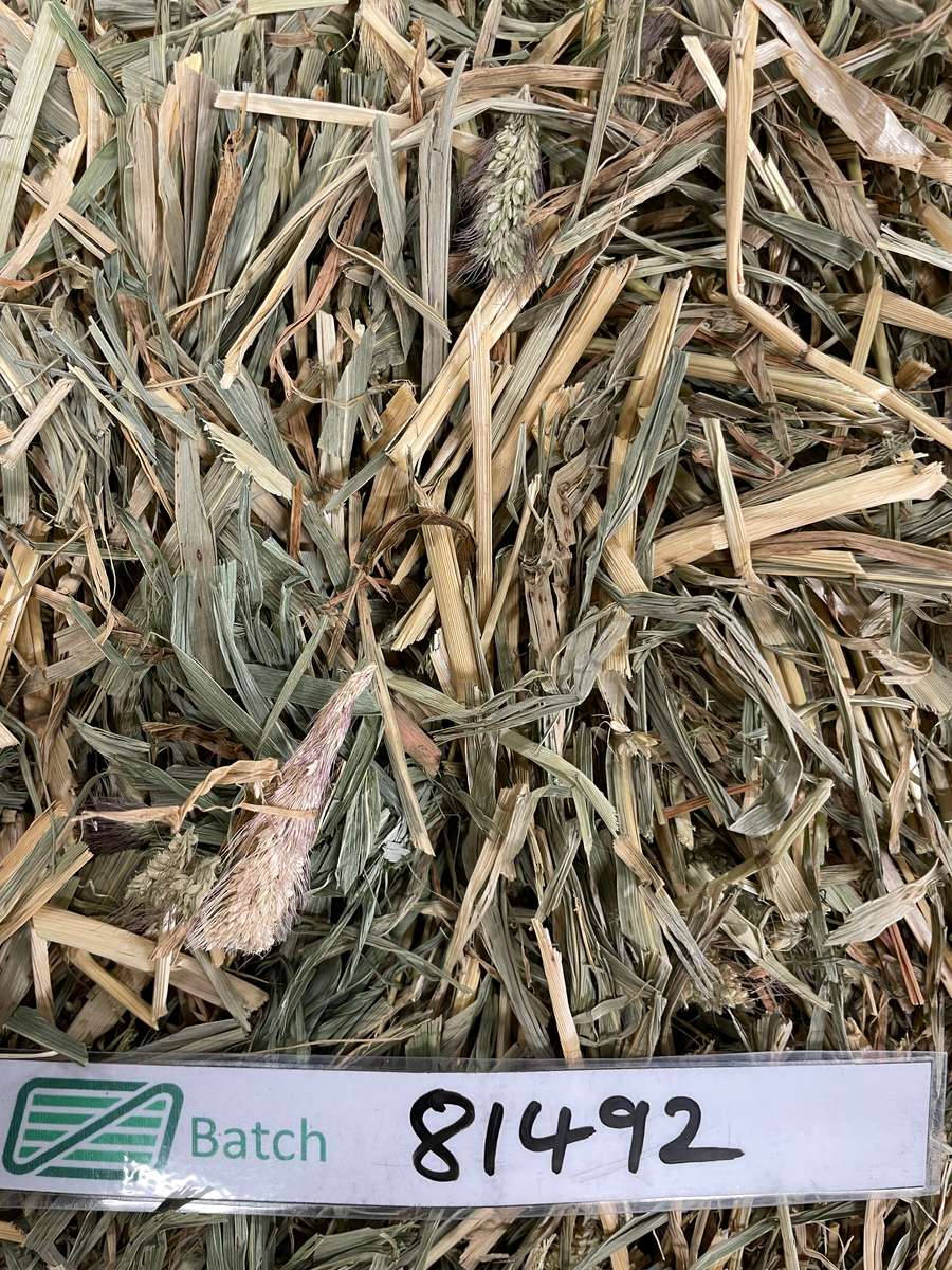 Batch 4990788000214798036 Image