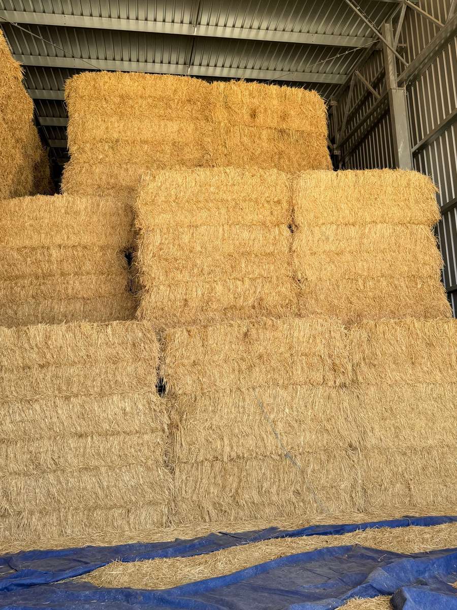 Batch 4990788000214157001 Image