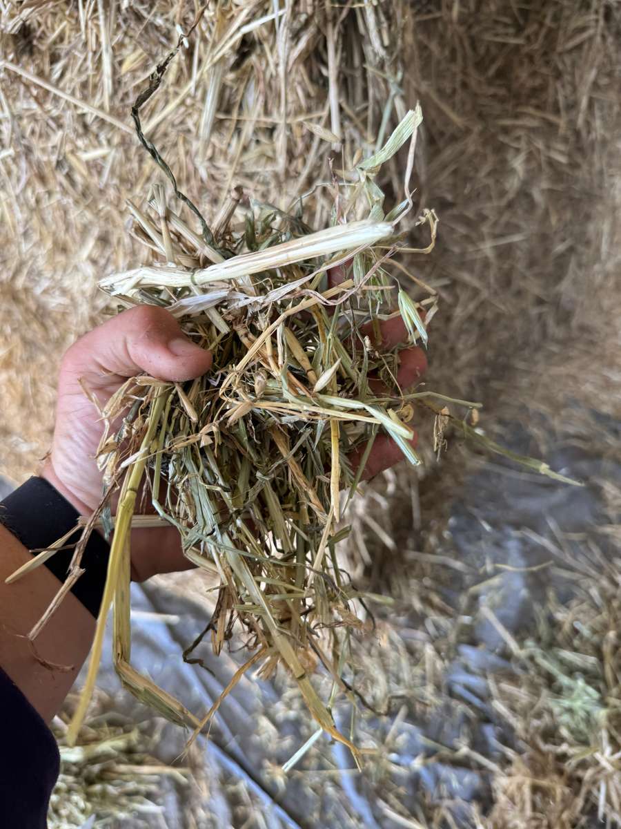 Batch 4990788000210156001 Image