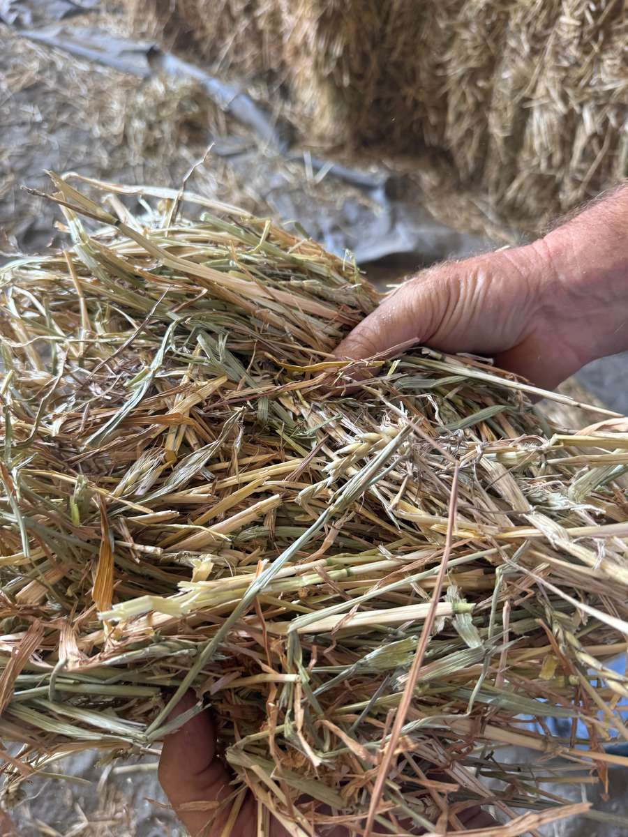 Batch 4990788000210137021 Image