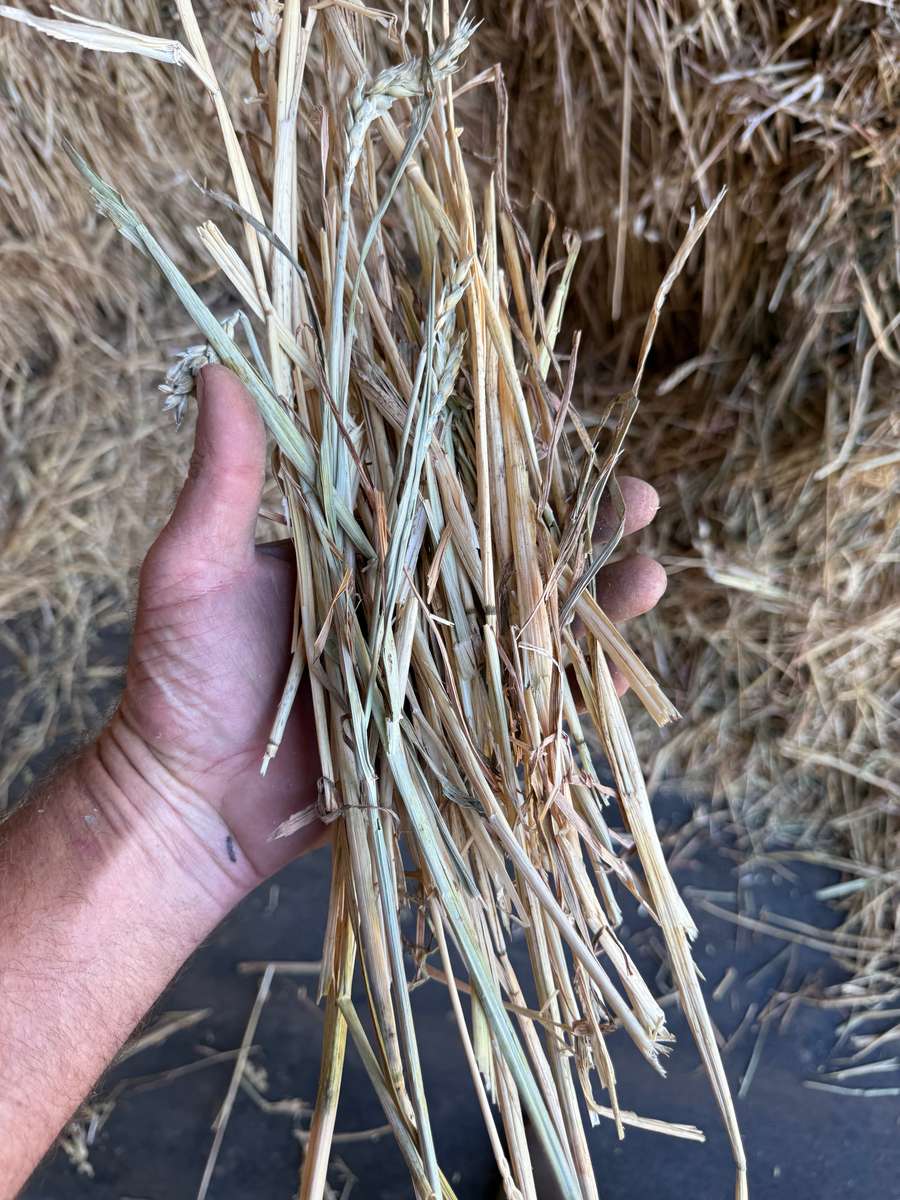 Batch 4990788000207955507 Image