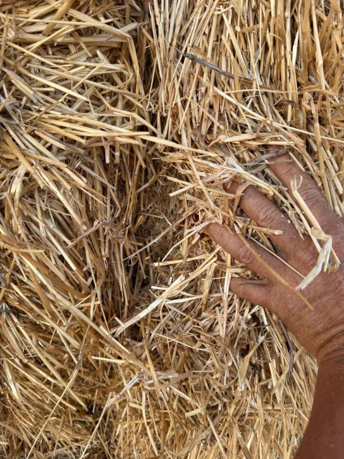 Batch 81496 Cereal Straw – Fodder Link Website