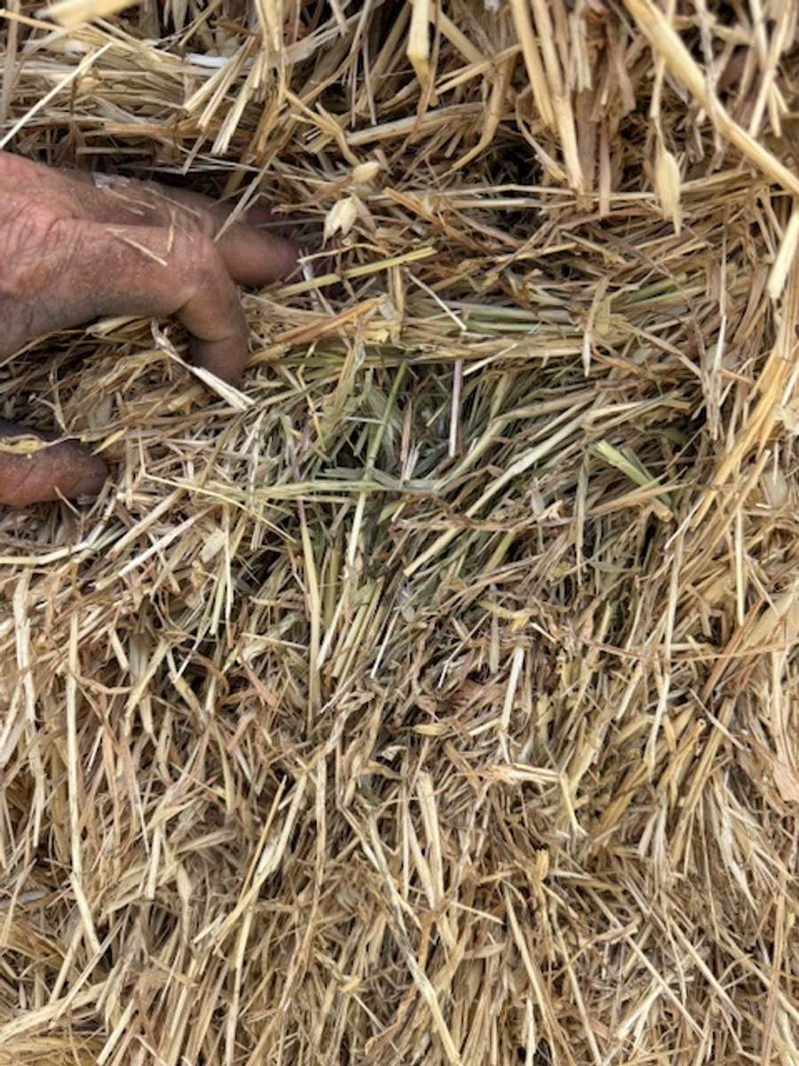 Batch 4990788000210115076 Image