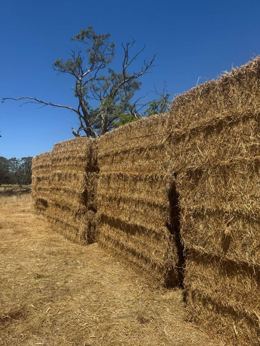 Batch 4990788000209541001 Image