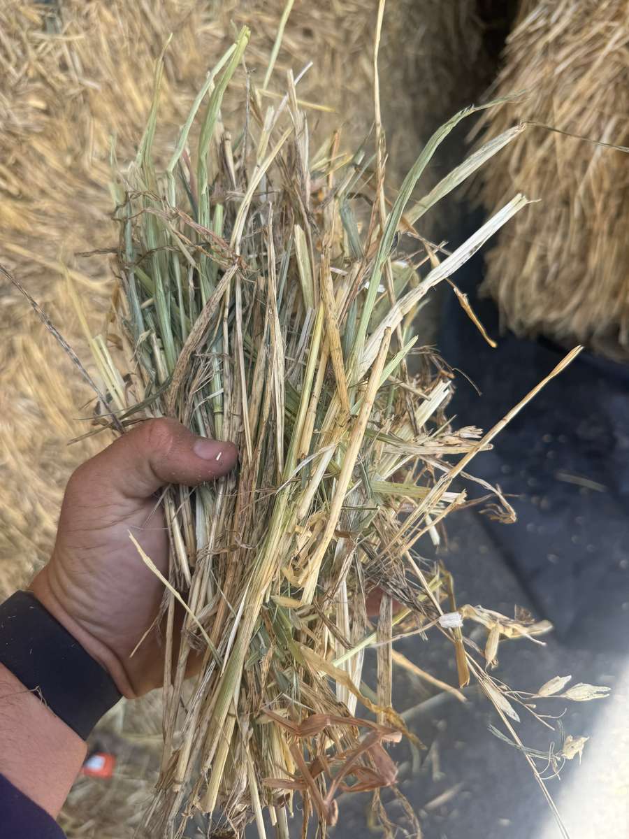 Batch 4990788000210097023 Image