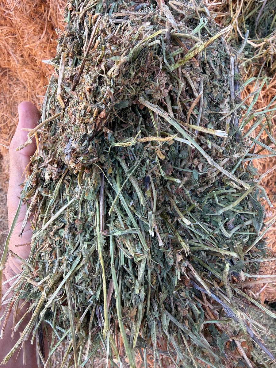 Batch 4990788000214178001 Image