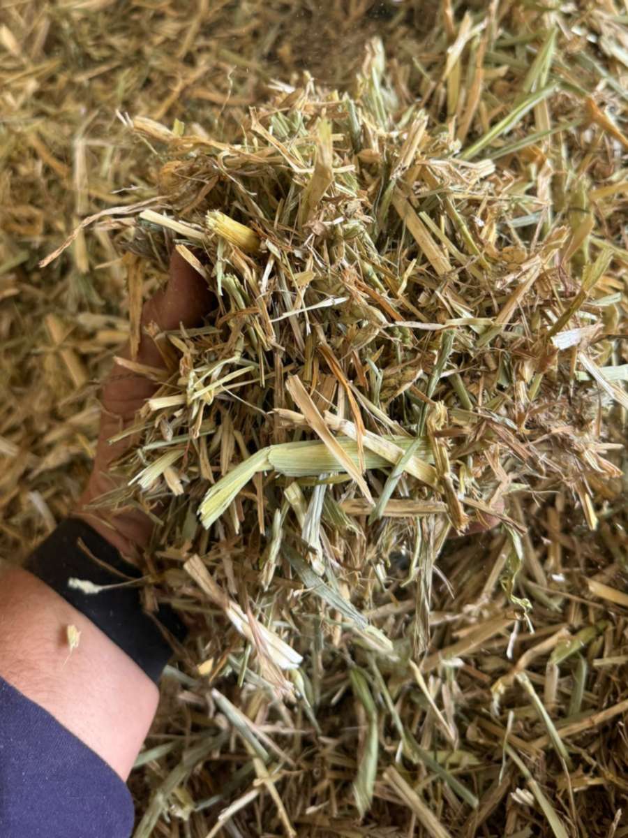 Batch 4990788000210129021 Image