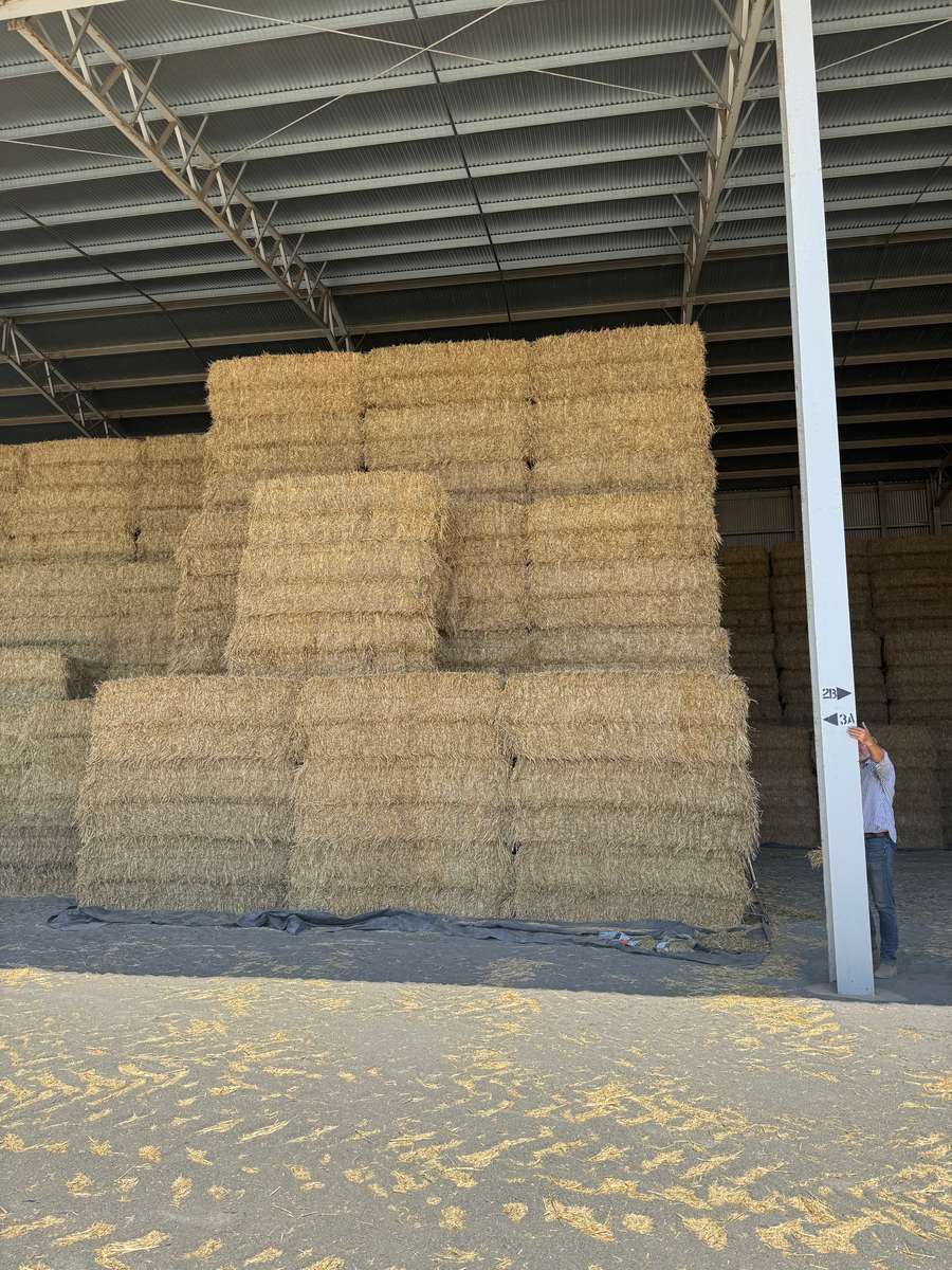 Batch 4990788000210137021 Image