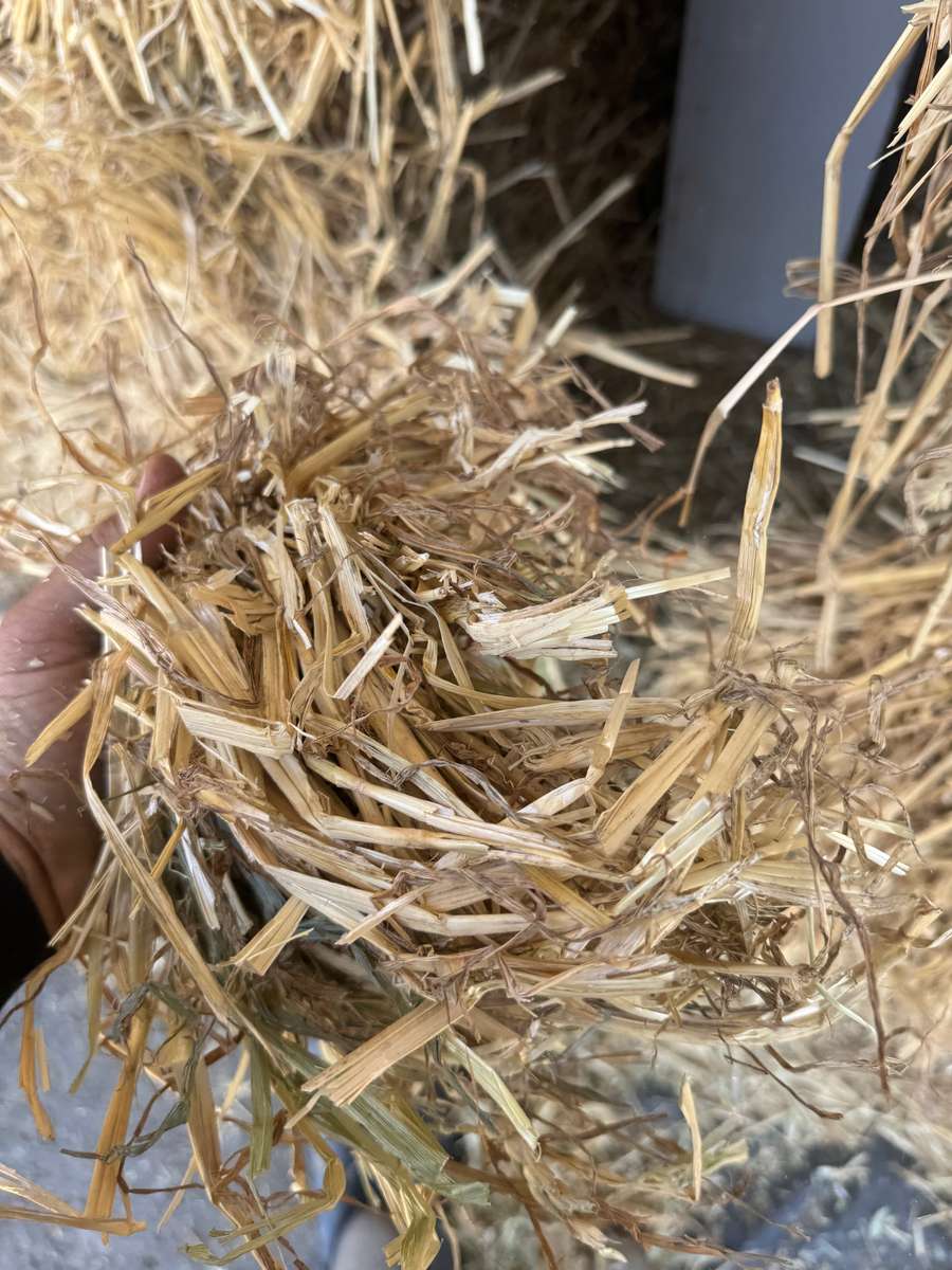 Batch 4990788000210137047 Image