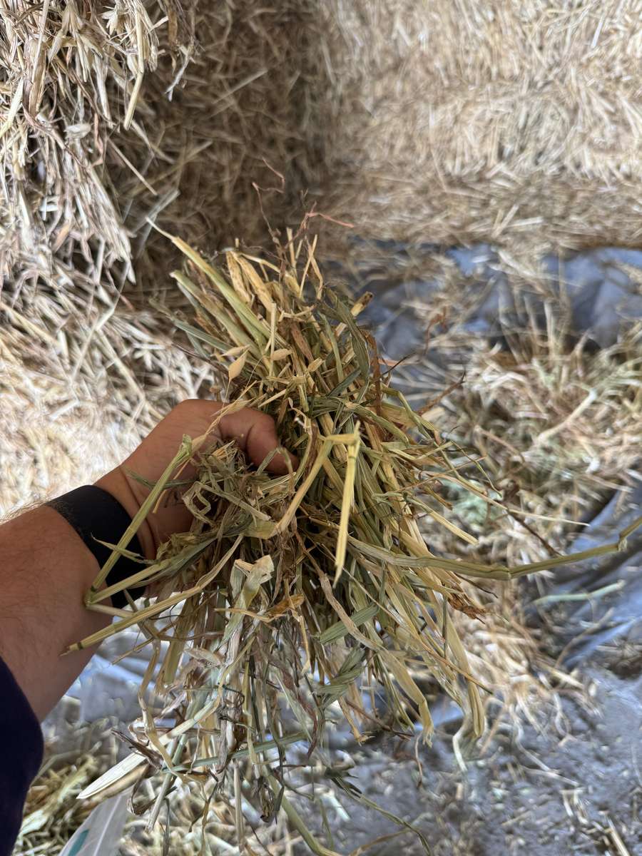 Batch 4990788000210156001 Image