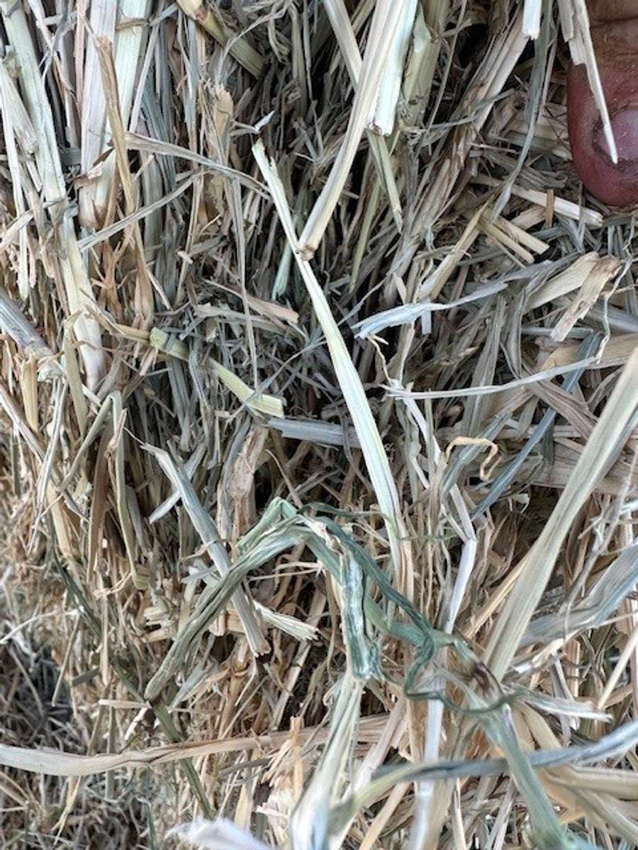 Batch 4990788000209780007 Image