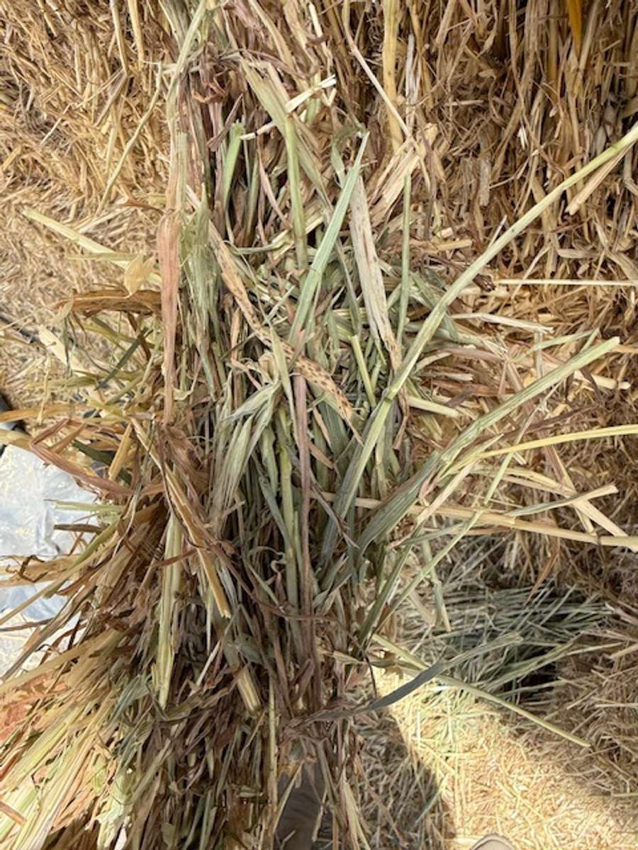 Batch 4990788000210115076 Image