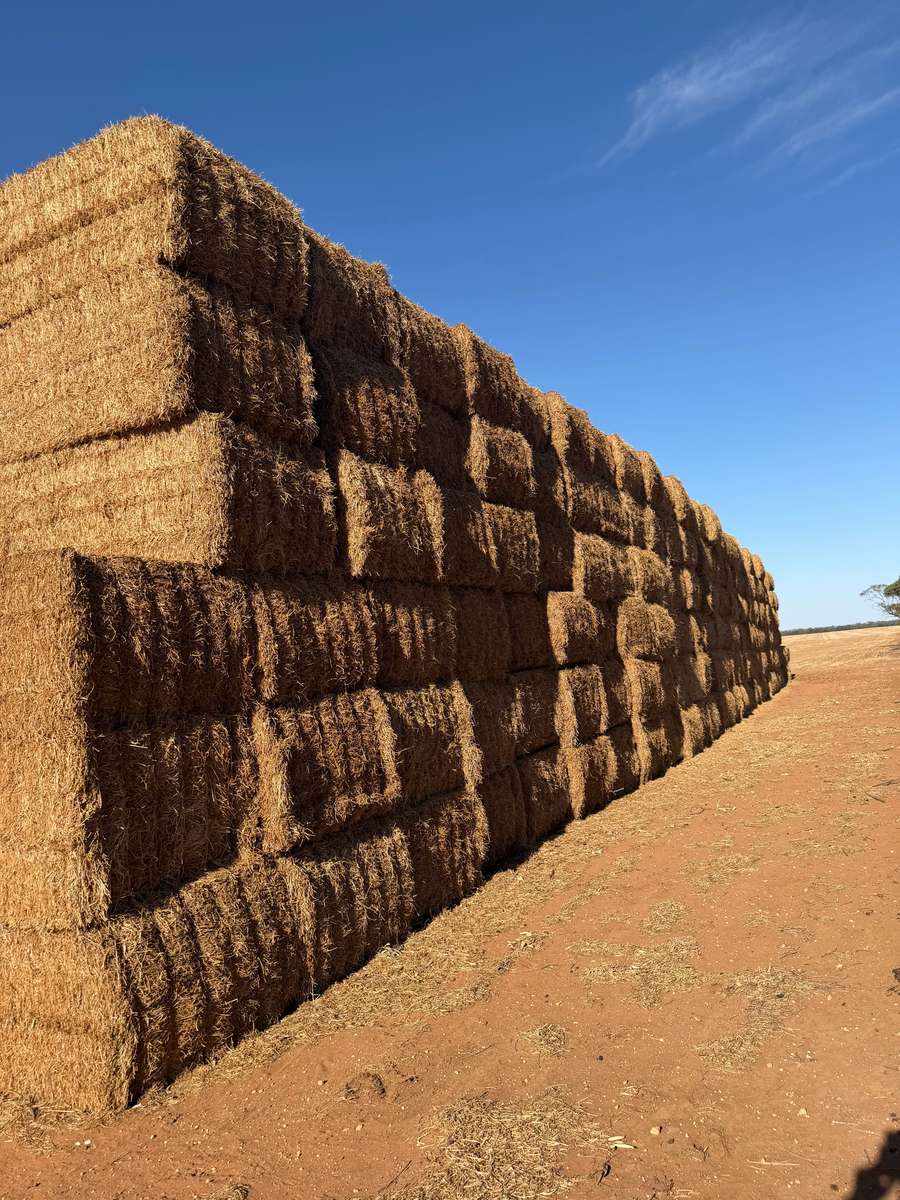 Batch 4990788000213882003 Image