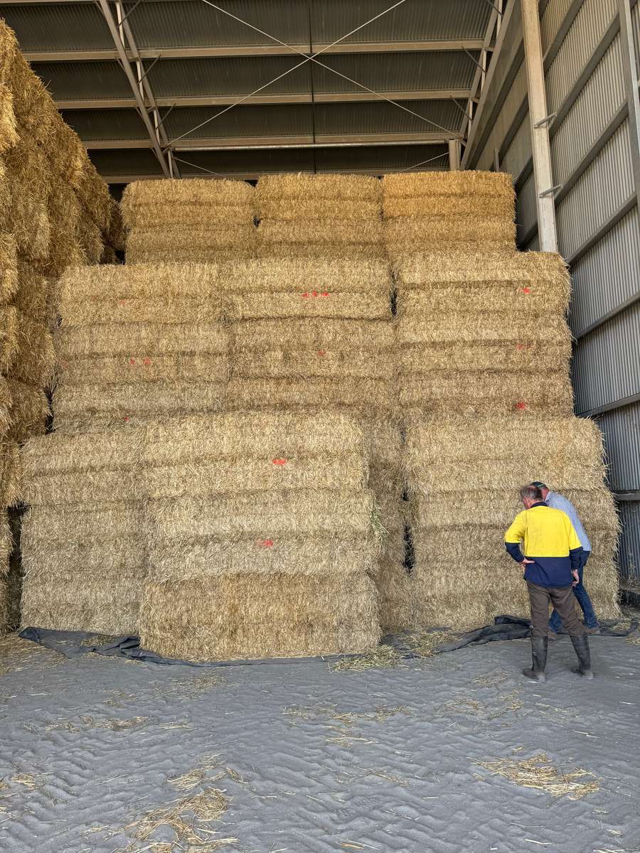 Batch 4990788000210156001 Image