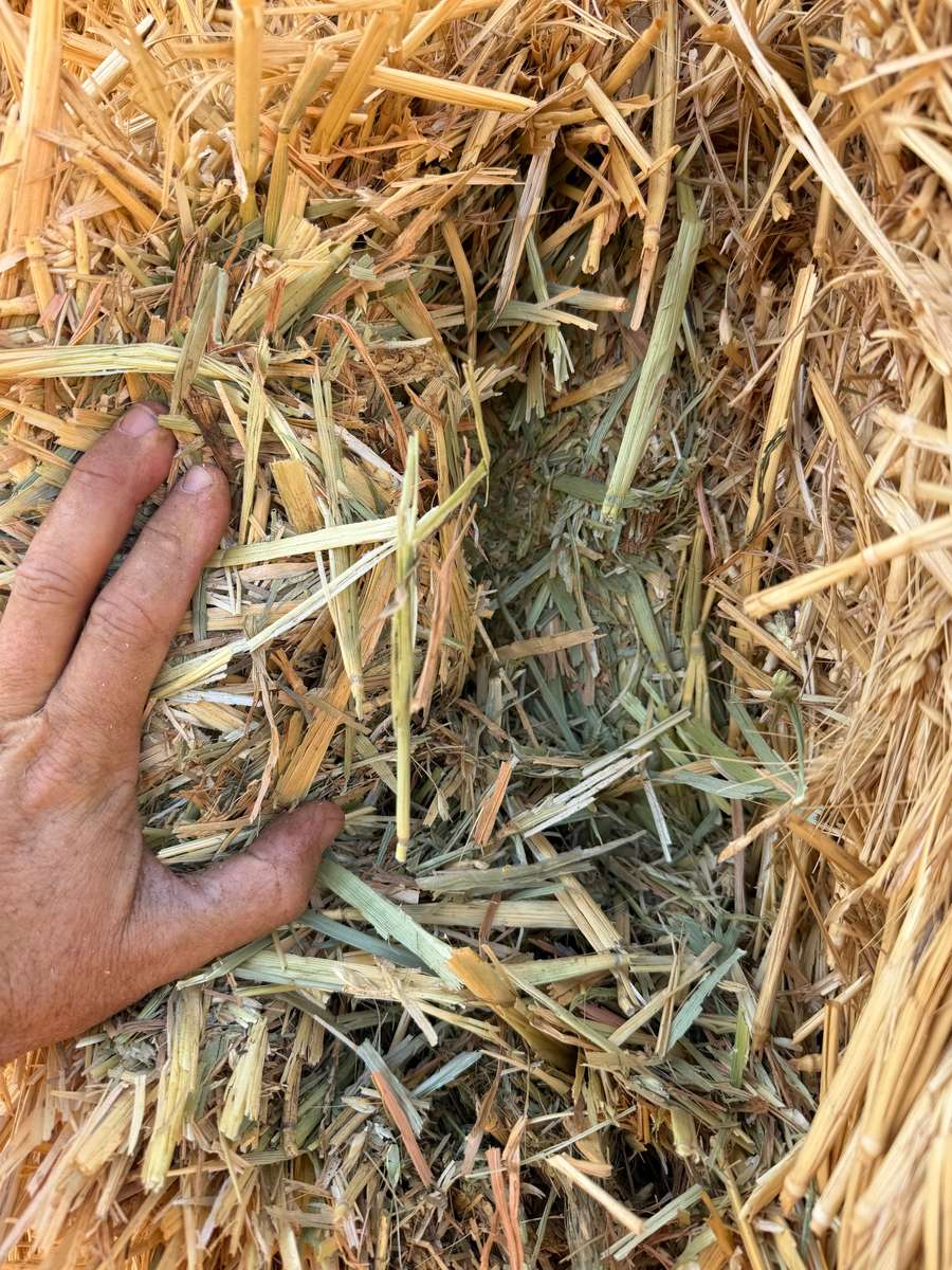 Batch 4990788000214169014 Image