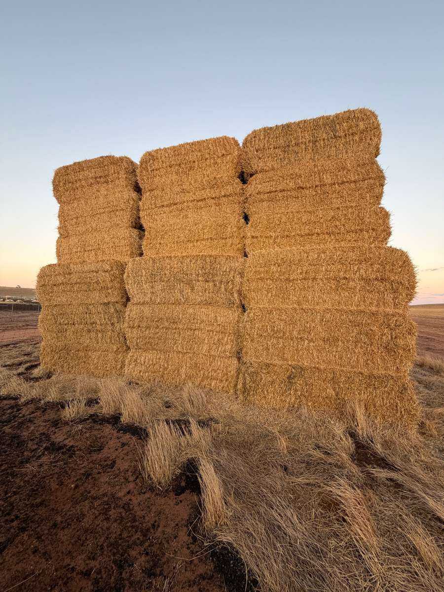 Batch 4990788000215077004 Image