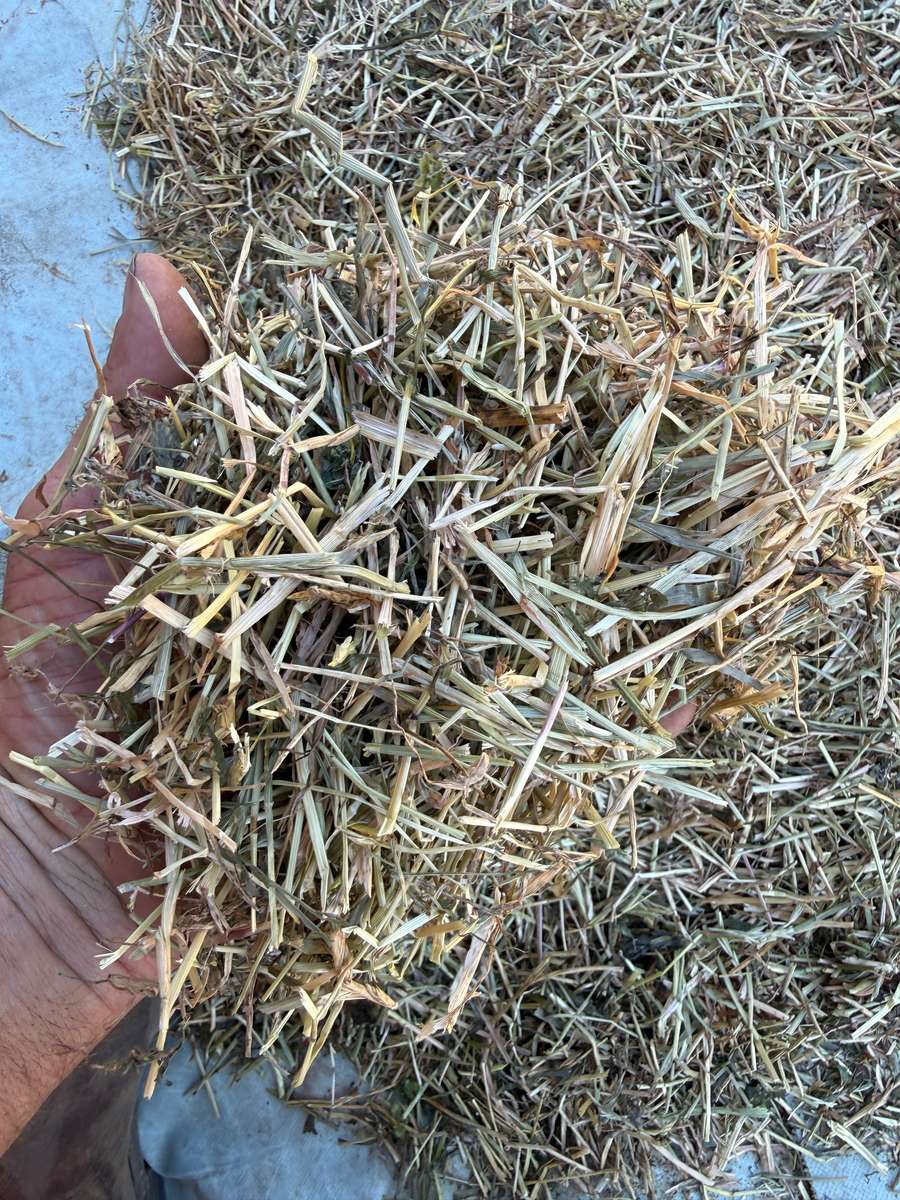 Batch 4990788000209555001 Image