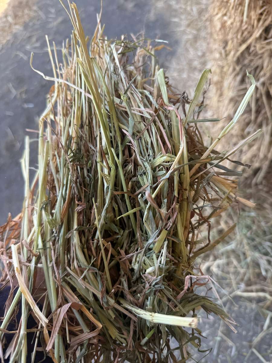 Batch 4990788000210137047 Image