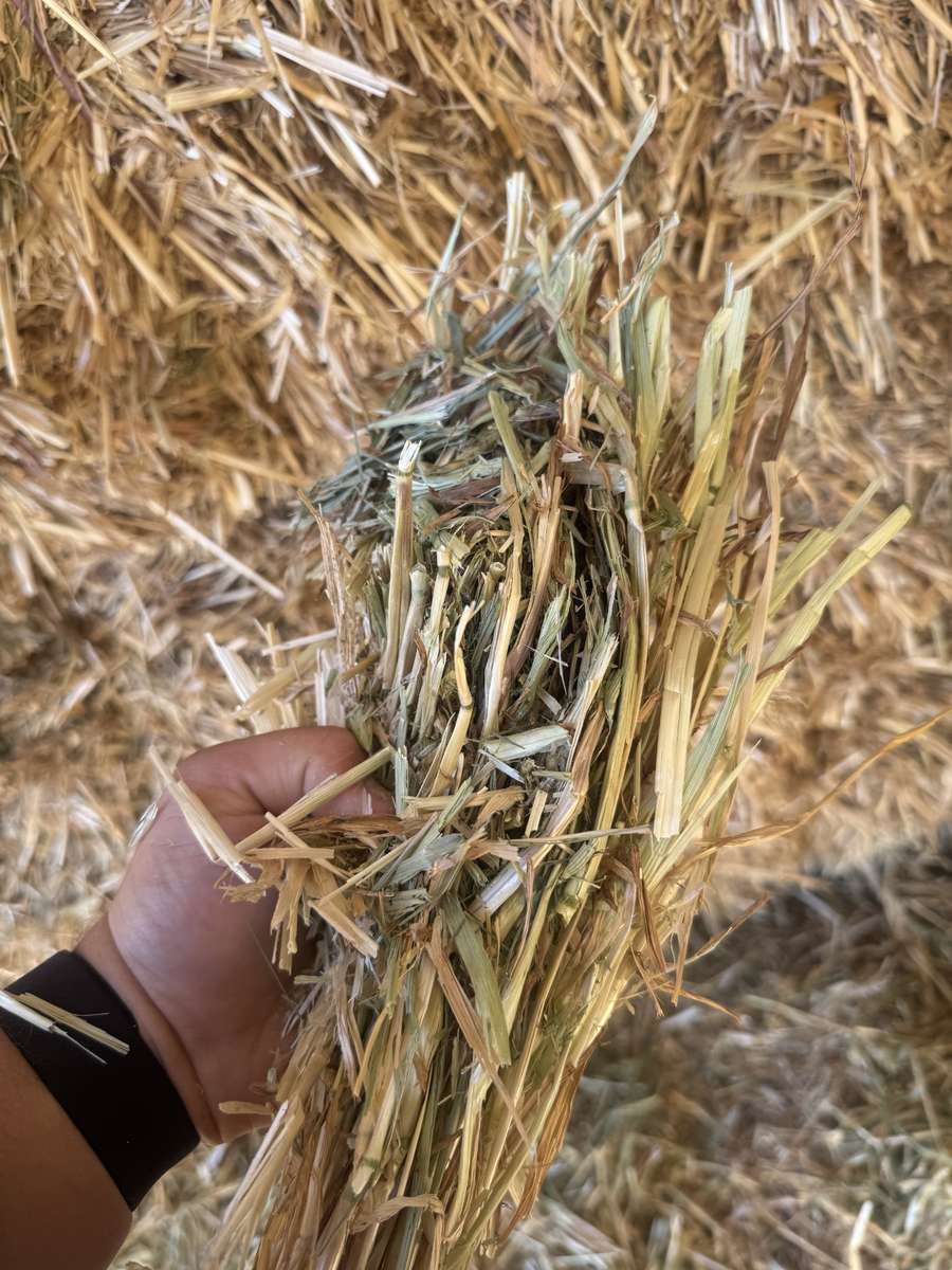 Batch 4990788000210028001 Image