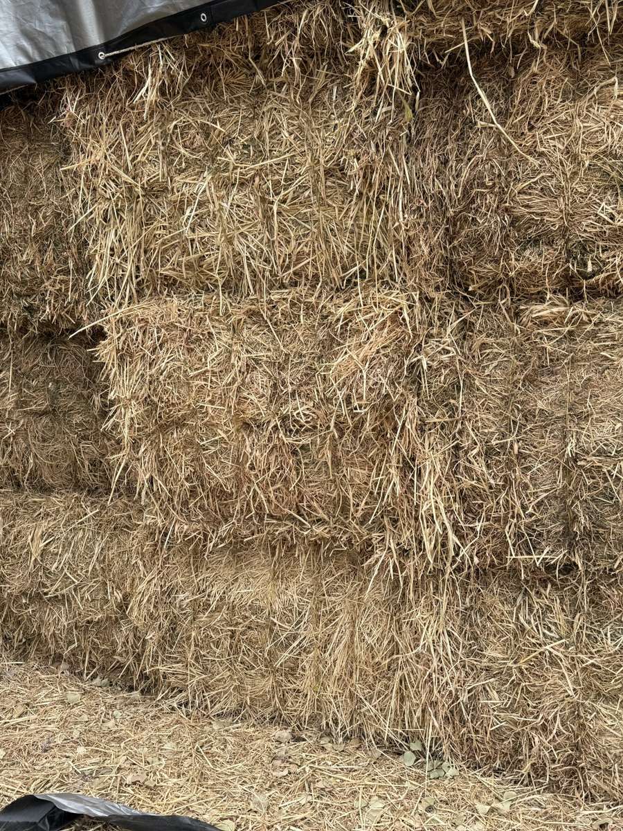 Batch 4990788000200110217 Image